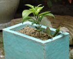 Bonsai-Kasten